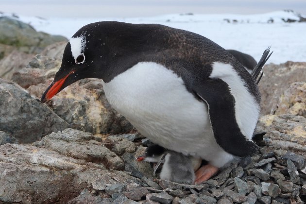 Біля української станції в Антарктиді народилися пінгвіненята (фото)