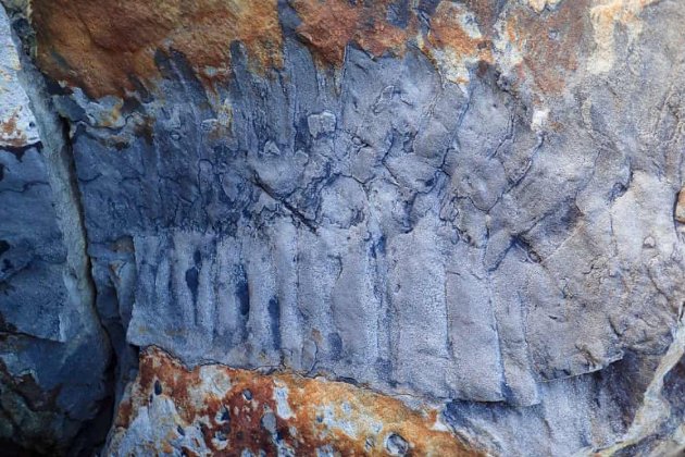 На пляжі в Британії знайшли найбільшу в світі скам’янілість велетенської багатоніжки