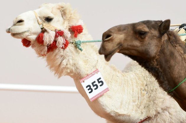 На конкурсі краси серед верблюдів дискваліфікували понад 40 тварин через ботокс та підтяжки