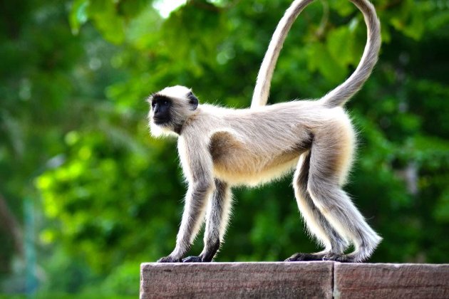 В індійському селищі мавпи вбили сотні цуценят. Місцеві жителі кажуть — через помсту