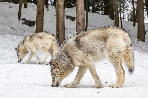 Во Франции стая из девяти волков попыталась сбежать из полного зоопарка людей