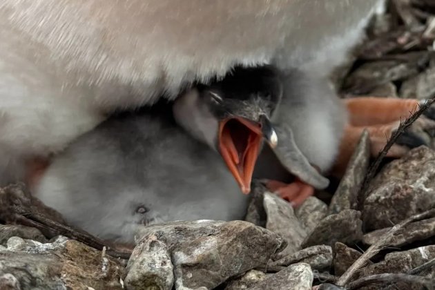 Хвилинка милоти. На станції «Академік Вернадський» народилося перше пінгвінятко сезону (фото)
