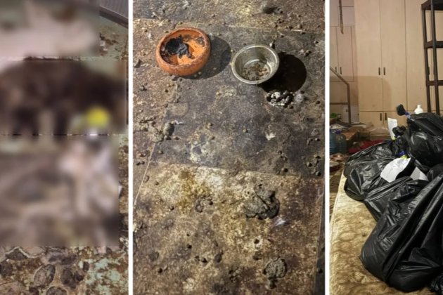 На Київщині знайшли понад 50 мертвих тварин, яких віддали на перетримку (відео)