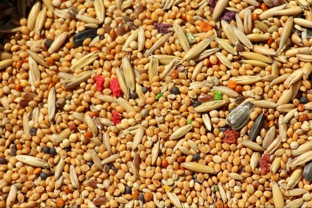 Працівники Національної академії аграрних наук провернули оборудку із зерном на 1,9 млн грн