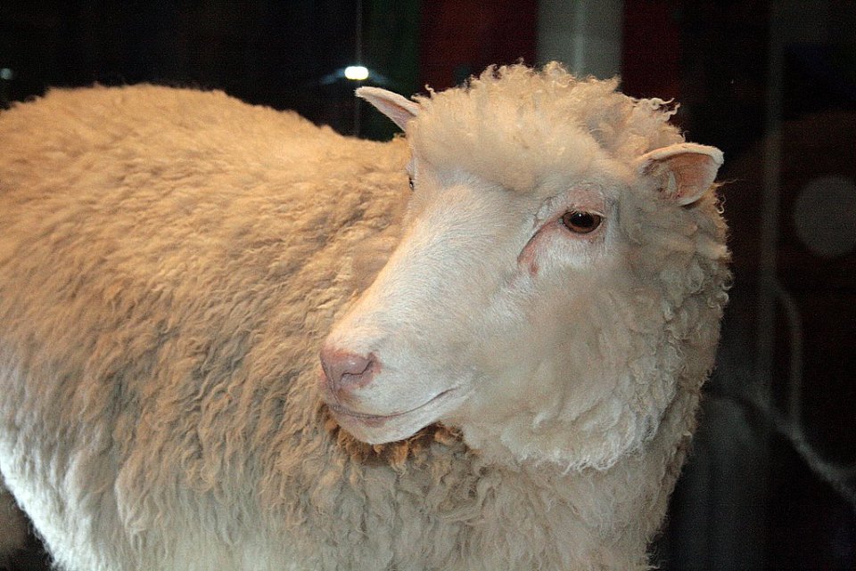 Вівця Доллі