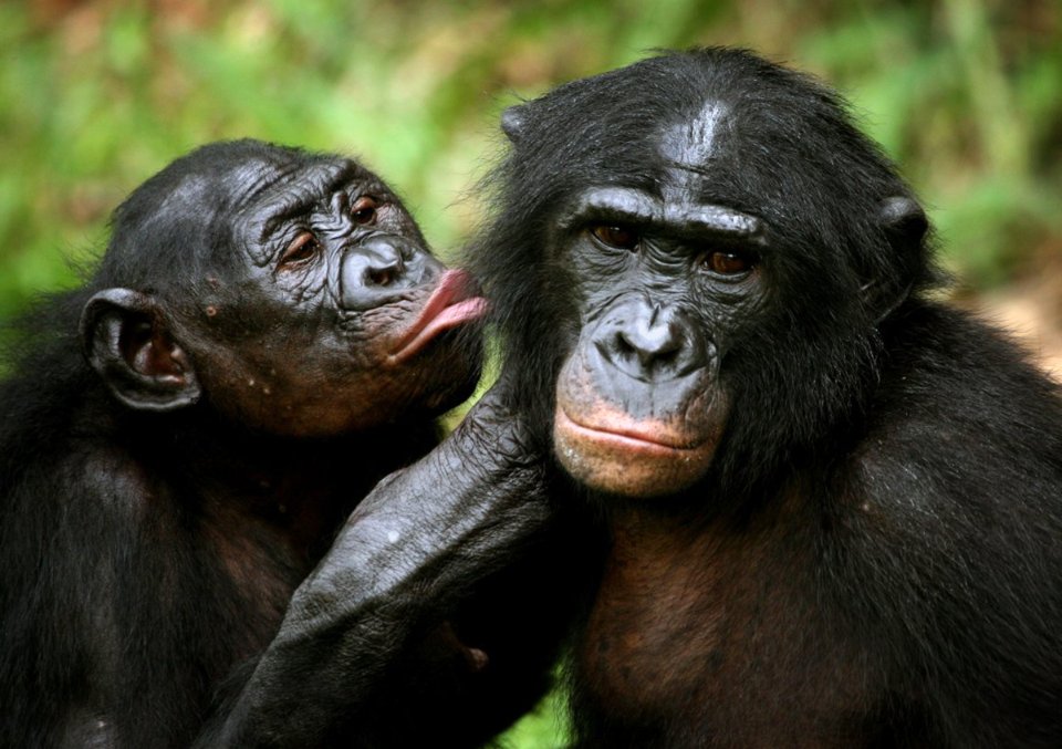Шимпанзе боново