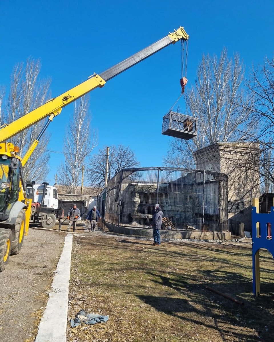 На завантаження тварин витратили три години Лев у клітці