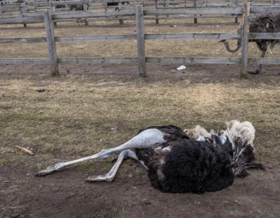мертвий страус в Ясногородці