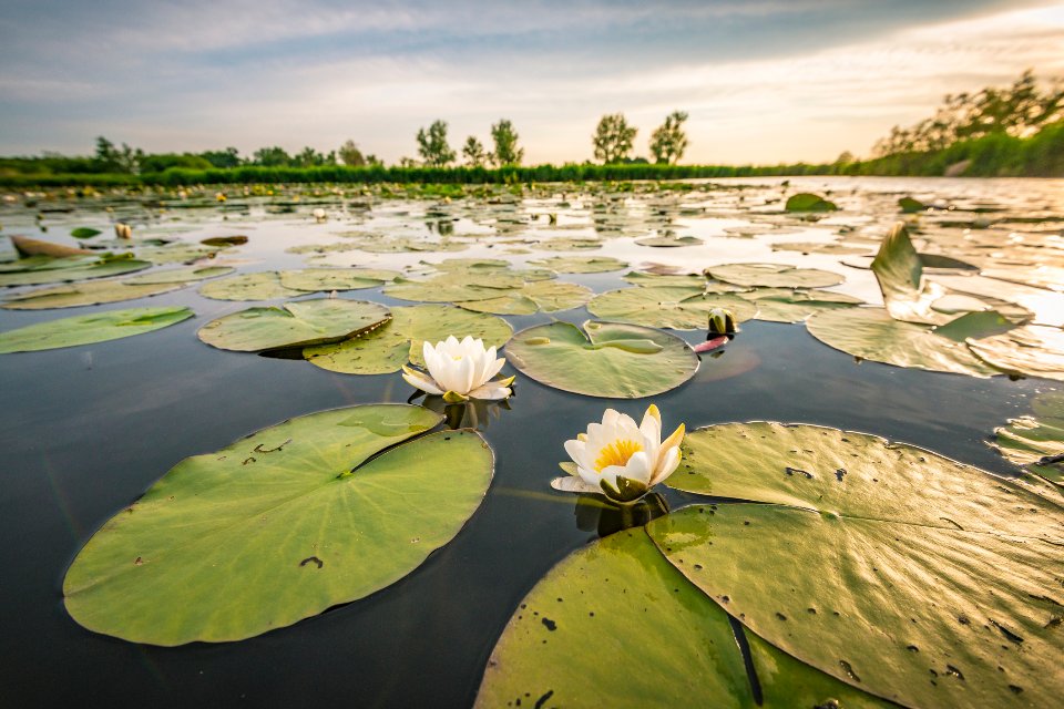 У низов'ї Дністра розташована найбільша в Європі плантація водяних лілій / Getty Images