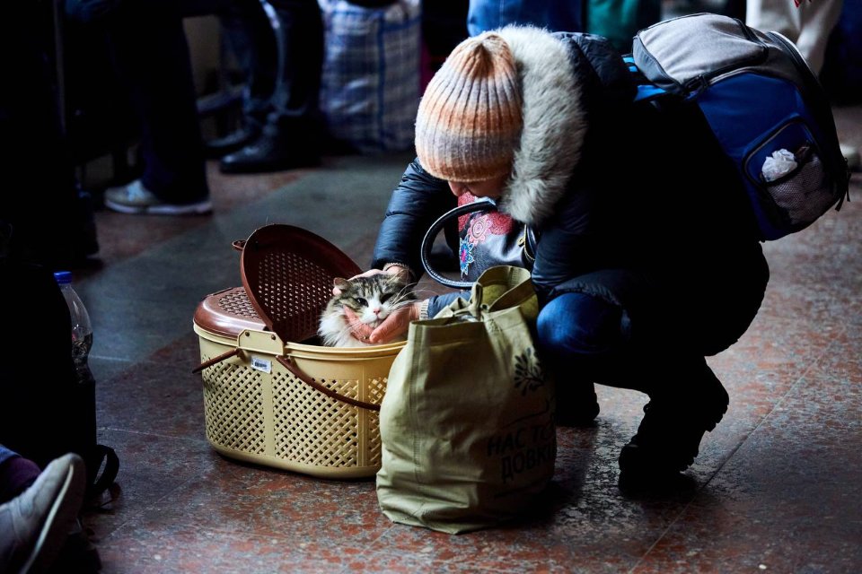 Поїздами «Укрзалізниці» евакуйовано понад 100 тис. тварин