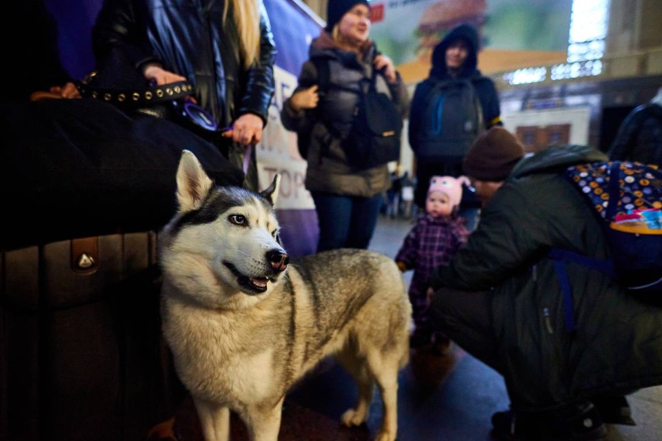 Поїздами «Укрзалізниці» евакуйовано понад 100 тис. тварин