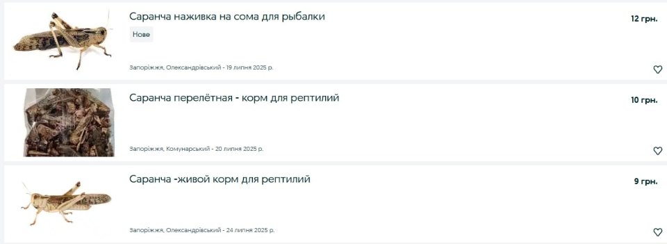 Нашестя сарани Україна