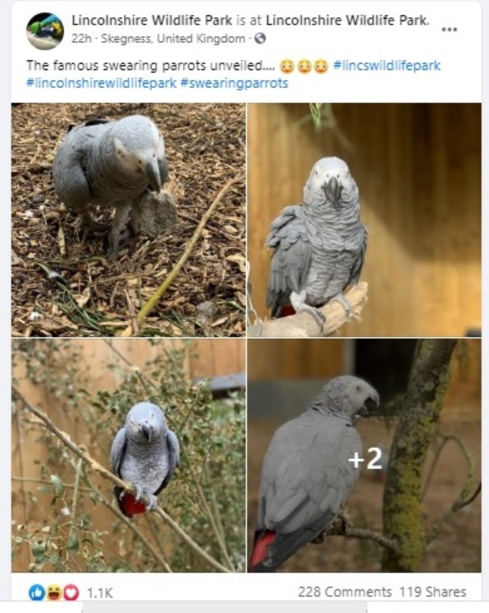 Ті самі папуги-жако / Фото зі сторінки зоопарку Лінкольншира на Facebook