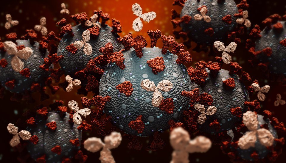 Моноклональные антитела атакуют коронавирус