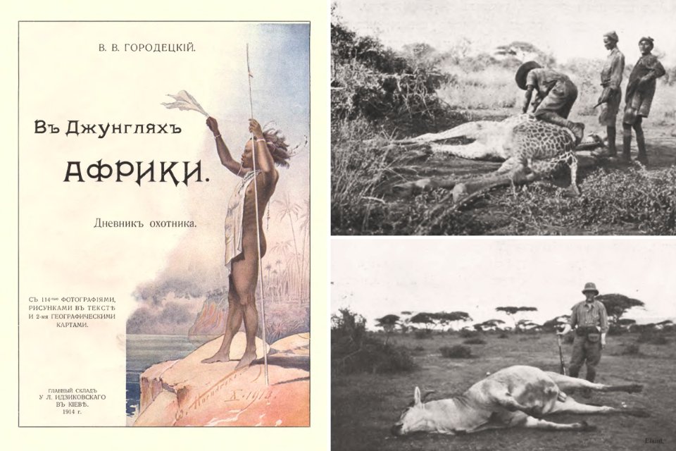 Свою поїздку на сафарі Городецький детально описав у книзі «В джунглях Африки. Щоденник мисливця», проілюстровану 114 малюнками та фотографіями