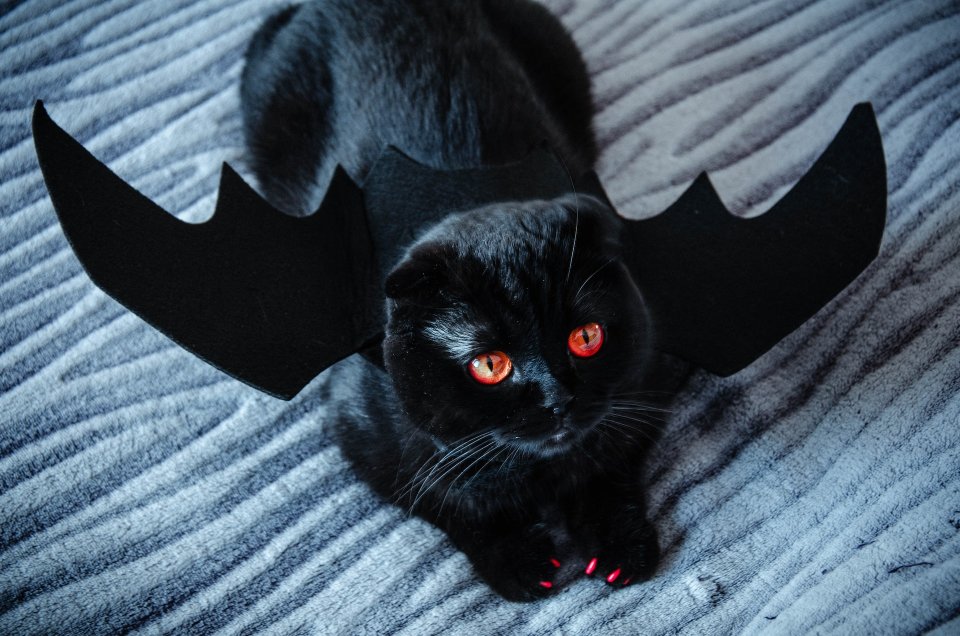чорний кіт із крилами
