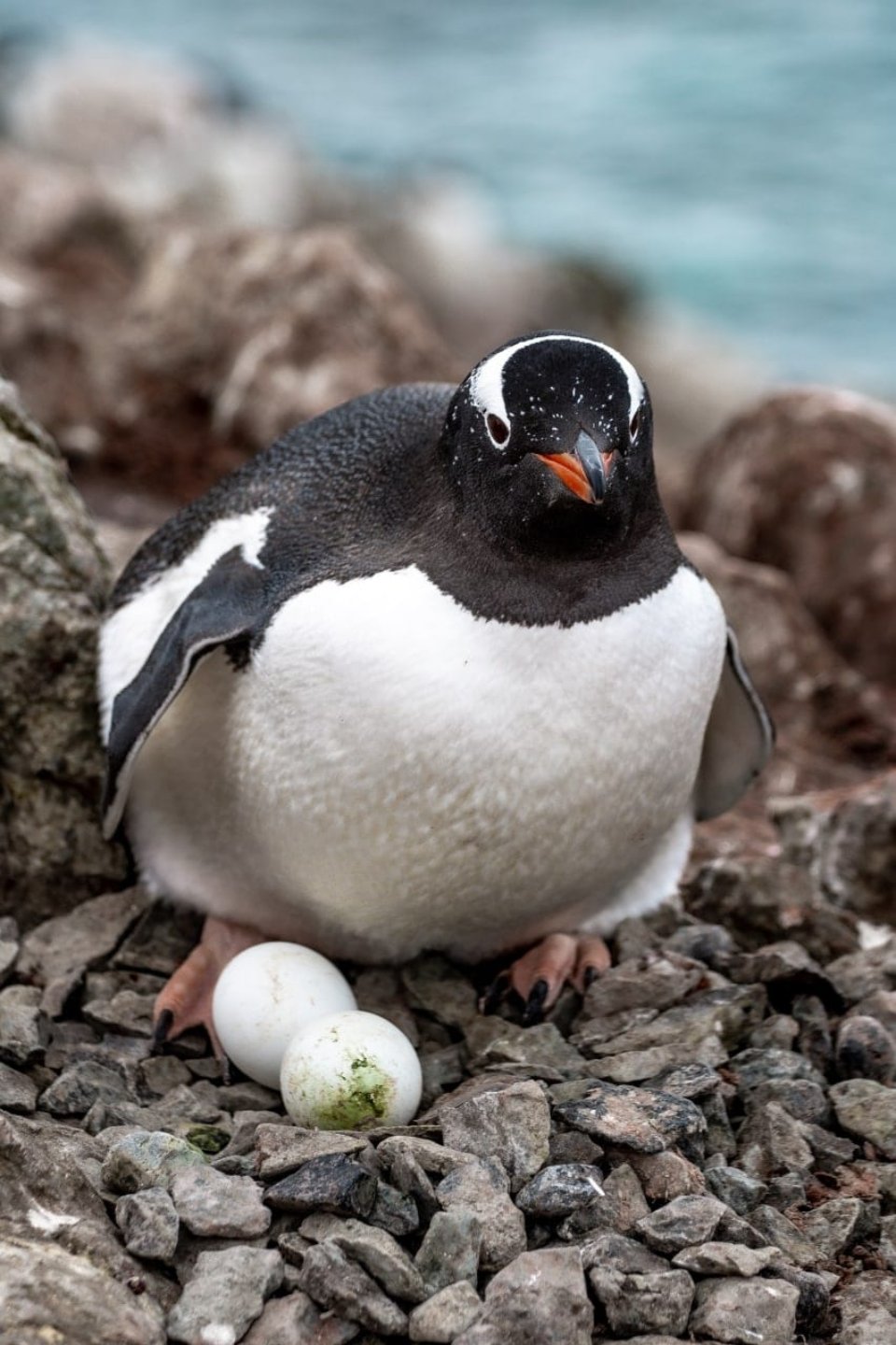 У пінгвінів біля станції «Академік Вернадський» з’явилися перші яйця