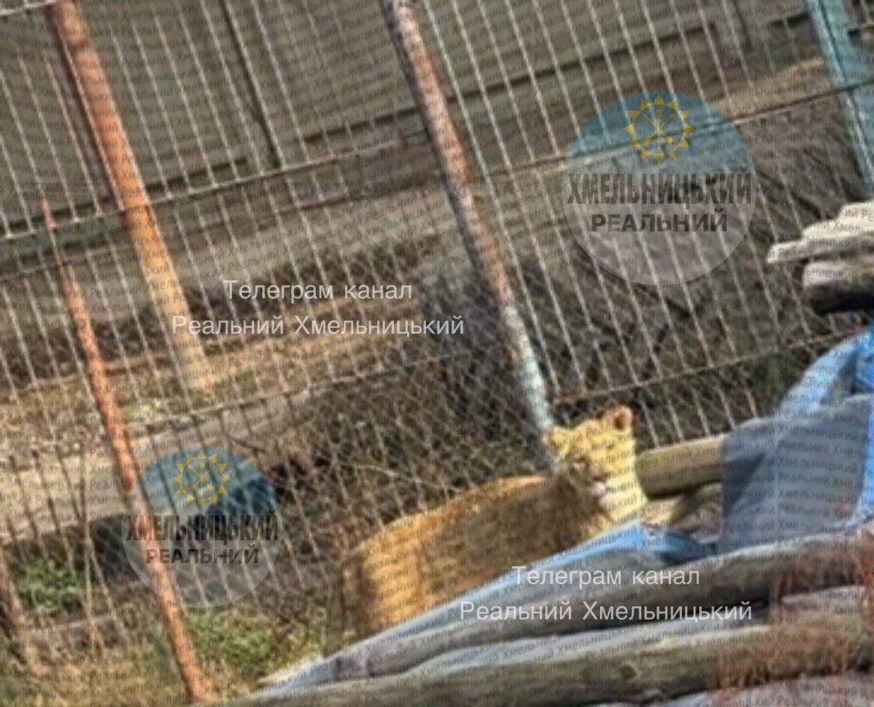 леви хмельницький