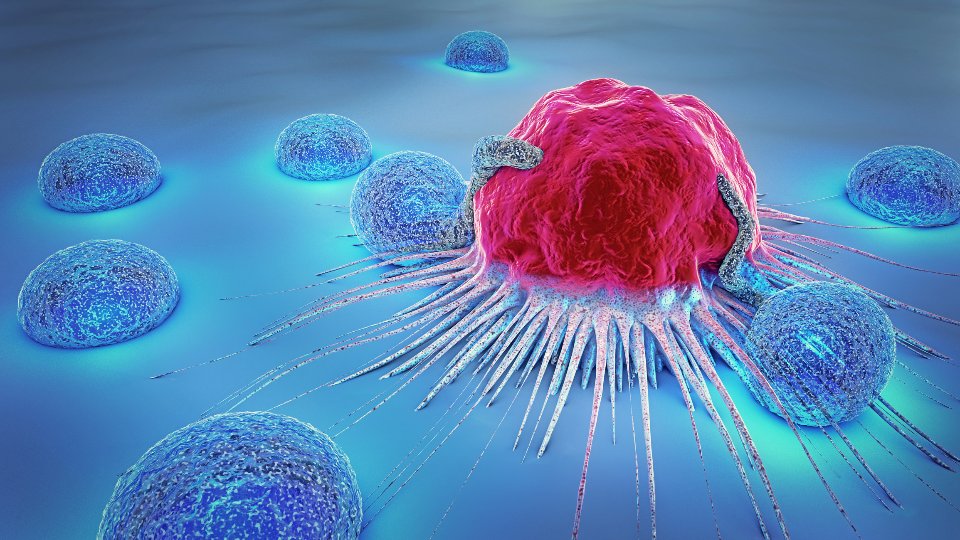 Лімфоцити атакують ракову клітину