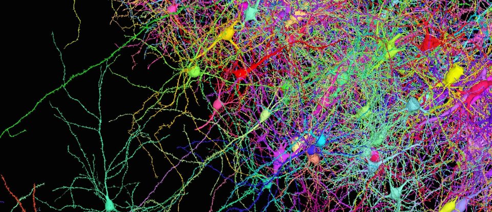 Визуализация нейронов мозга