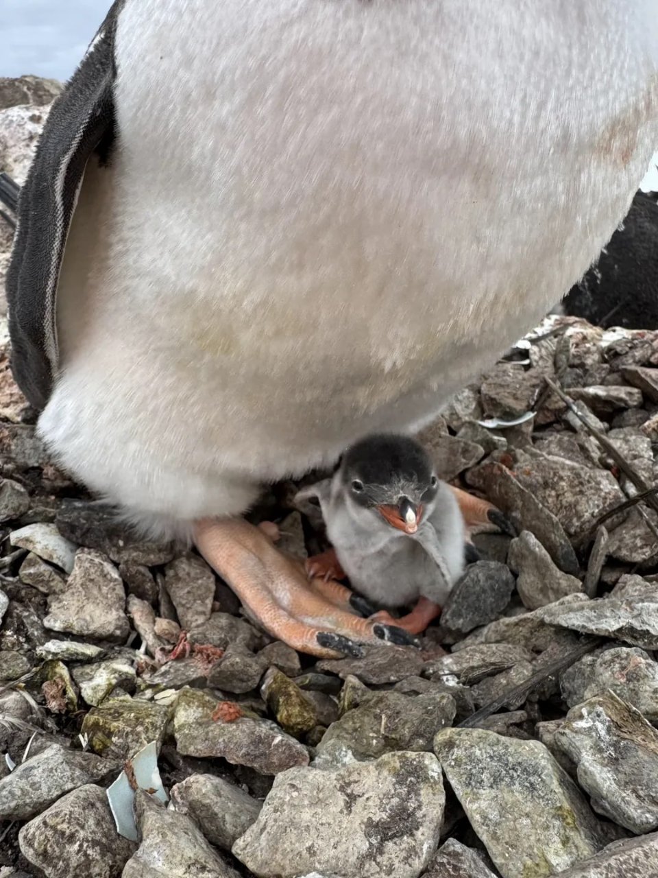 На станції «Академік Вернадський» народилося перше пінгвінятко сезону