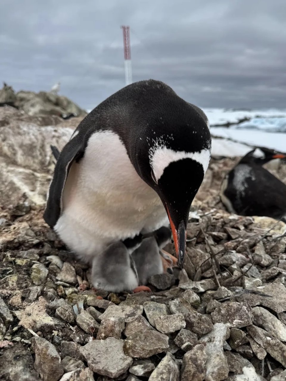 На станції «Академік Вернадський» народилося перше пінгвінятко сезону