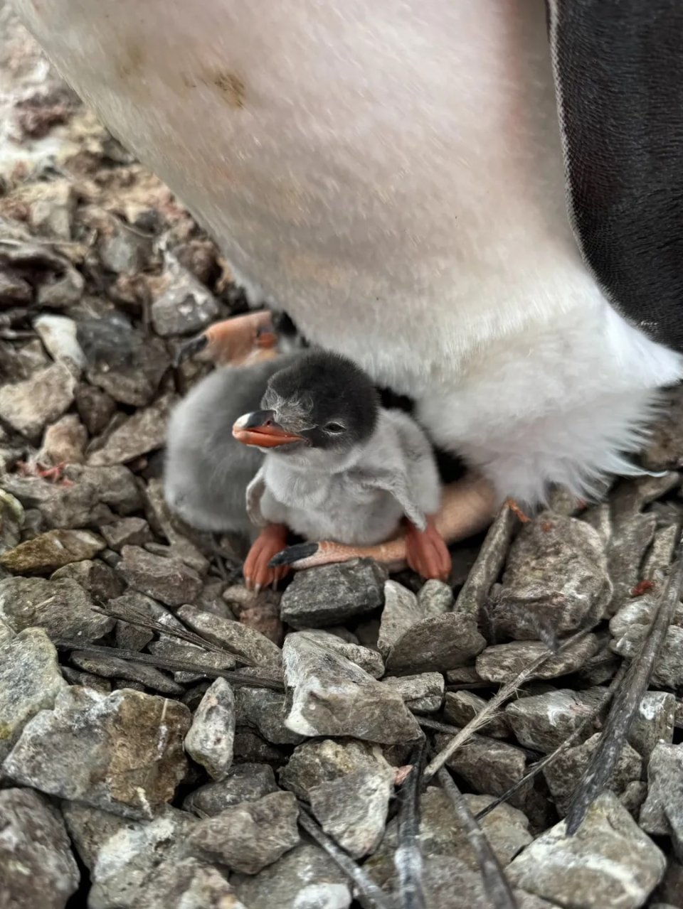 На станції «Академік Вернадський» народилося перше пінгвінятко сезону
