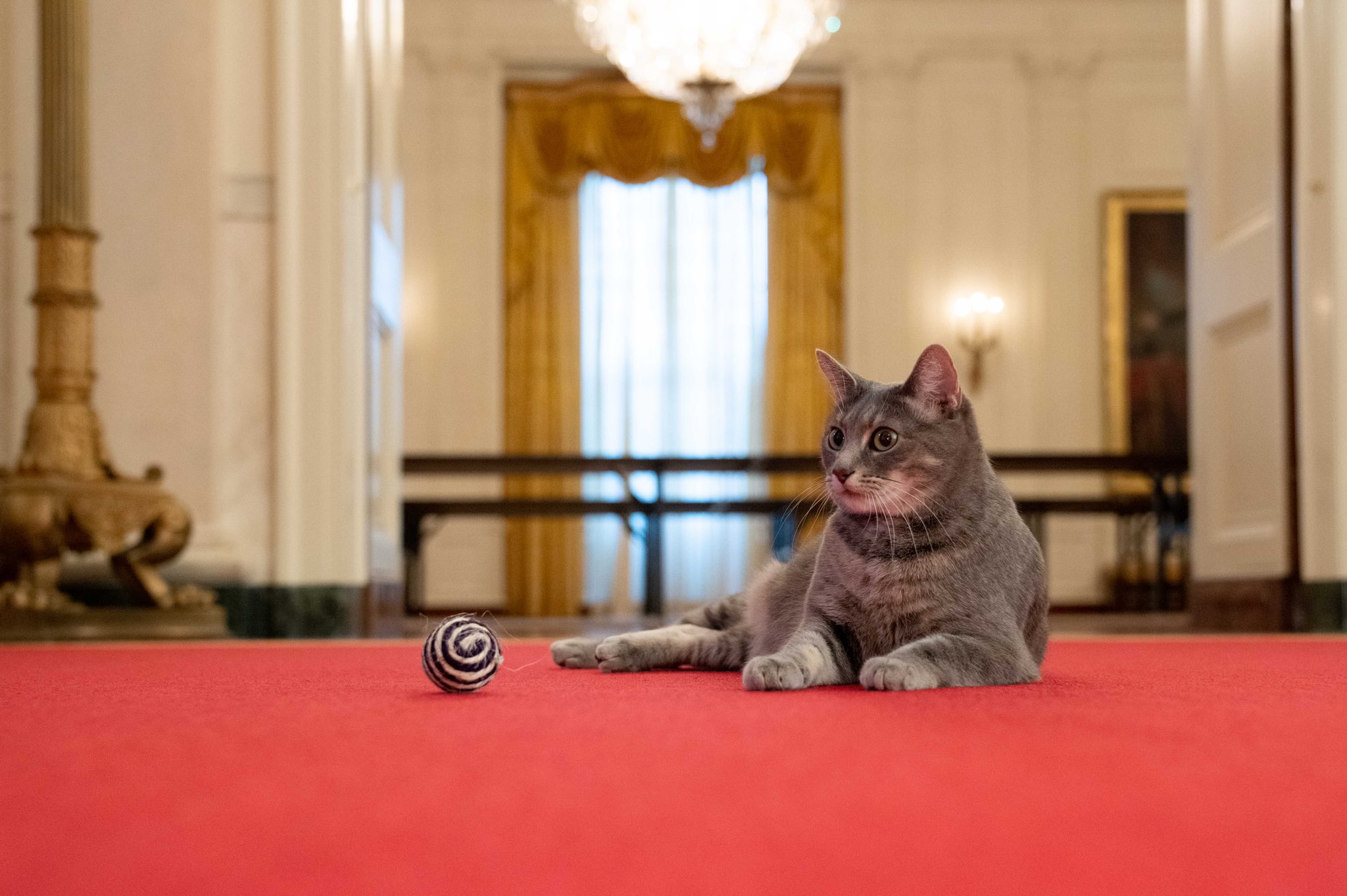  Кішка Віллоу у Білому домі