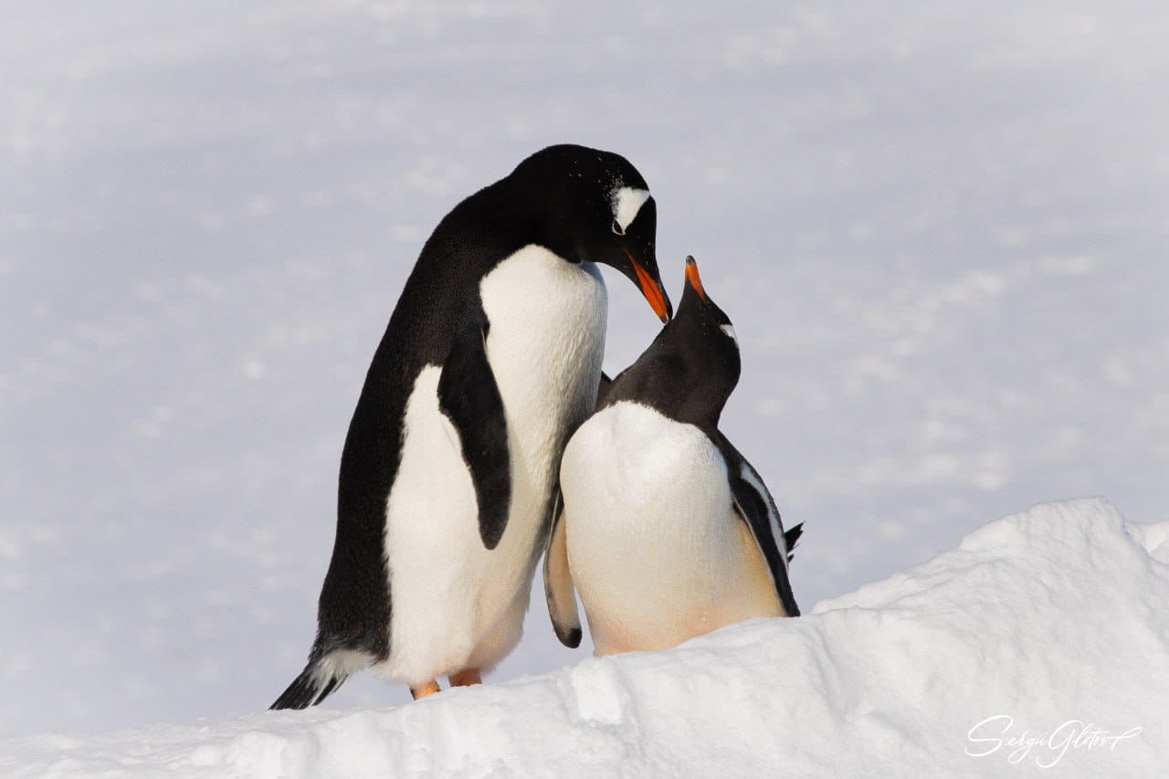 закохані пінгвіни