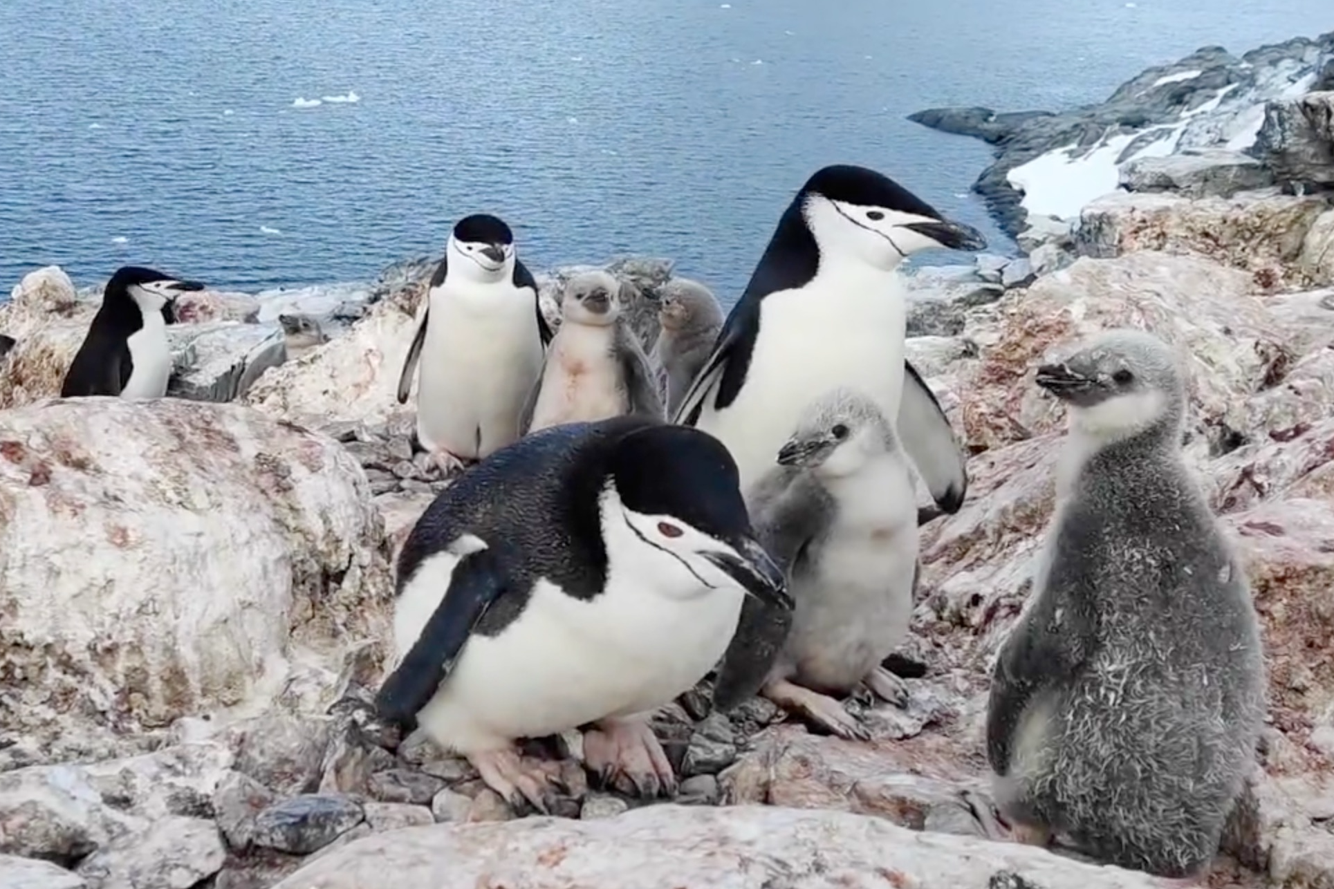 Українські дослідники показали унікальне відео з антарктичними пінгвінятами