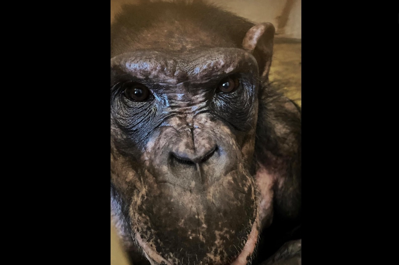 Ветеринар з Британії розповів, як його вразила людяність шимпанзе з постраждалого від рф українського зоопарку — деталі історії