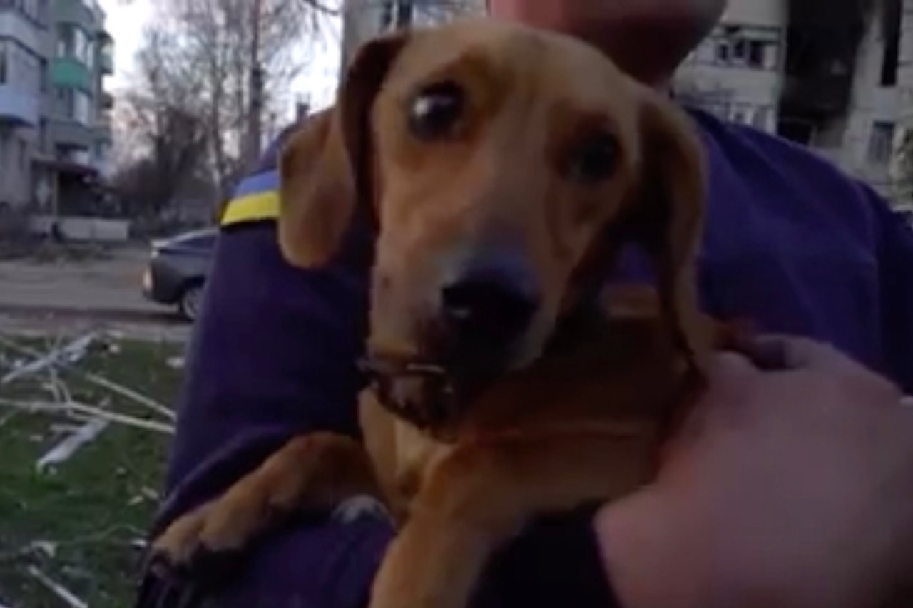 Зі зруйнованої багатоповерхівки в Бородянці врятували собаку (відео)