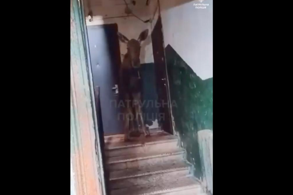 У Києві лось забіг у під'їзд багатоповерхівки: у поліції показали його порятунок