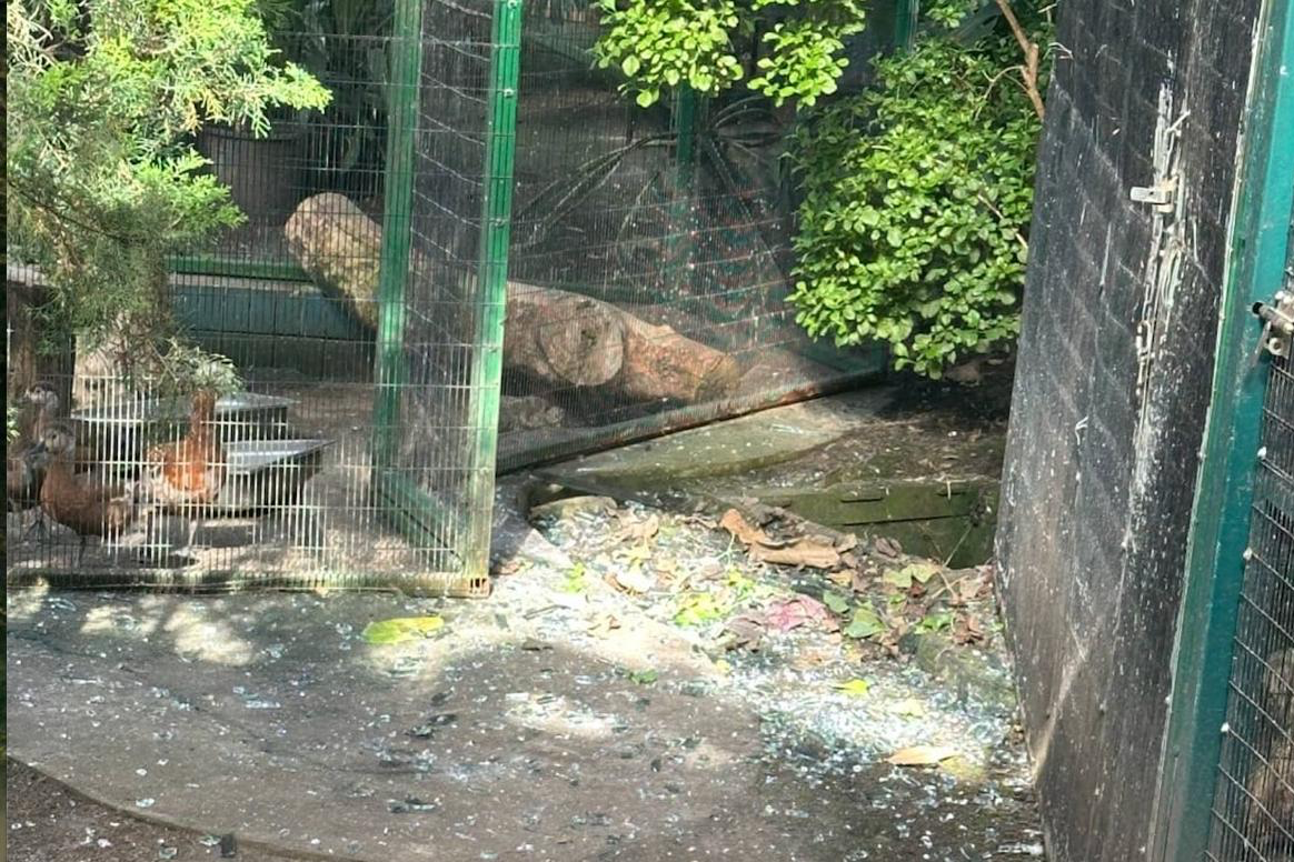 Під час атаки на Київ у зоопарку постраждали тварини: уламки скла поранили крокодилів і черепах