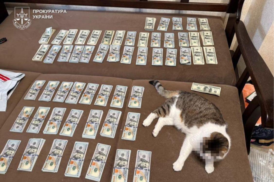 Понад $300 тисяч і кіт із заблюреною мордочкою: у Києві викрили схему з інвалідністю
