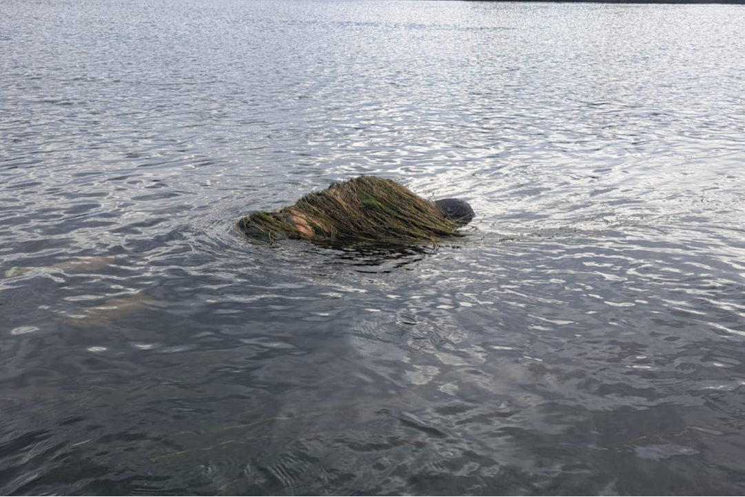 Прикордонники виявили у Дністрі тіло потопельника обвите водоростями